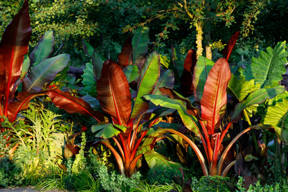 5 Red Abyssinian Banana (Musa Ensete Ventricosum) Seeds