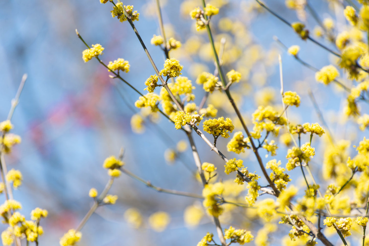 10 Spicebush (Lindera Benzoin) Seeds