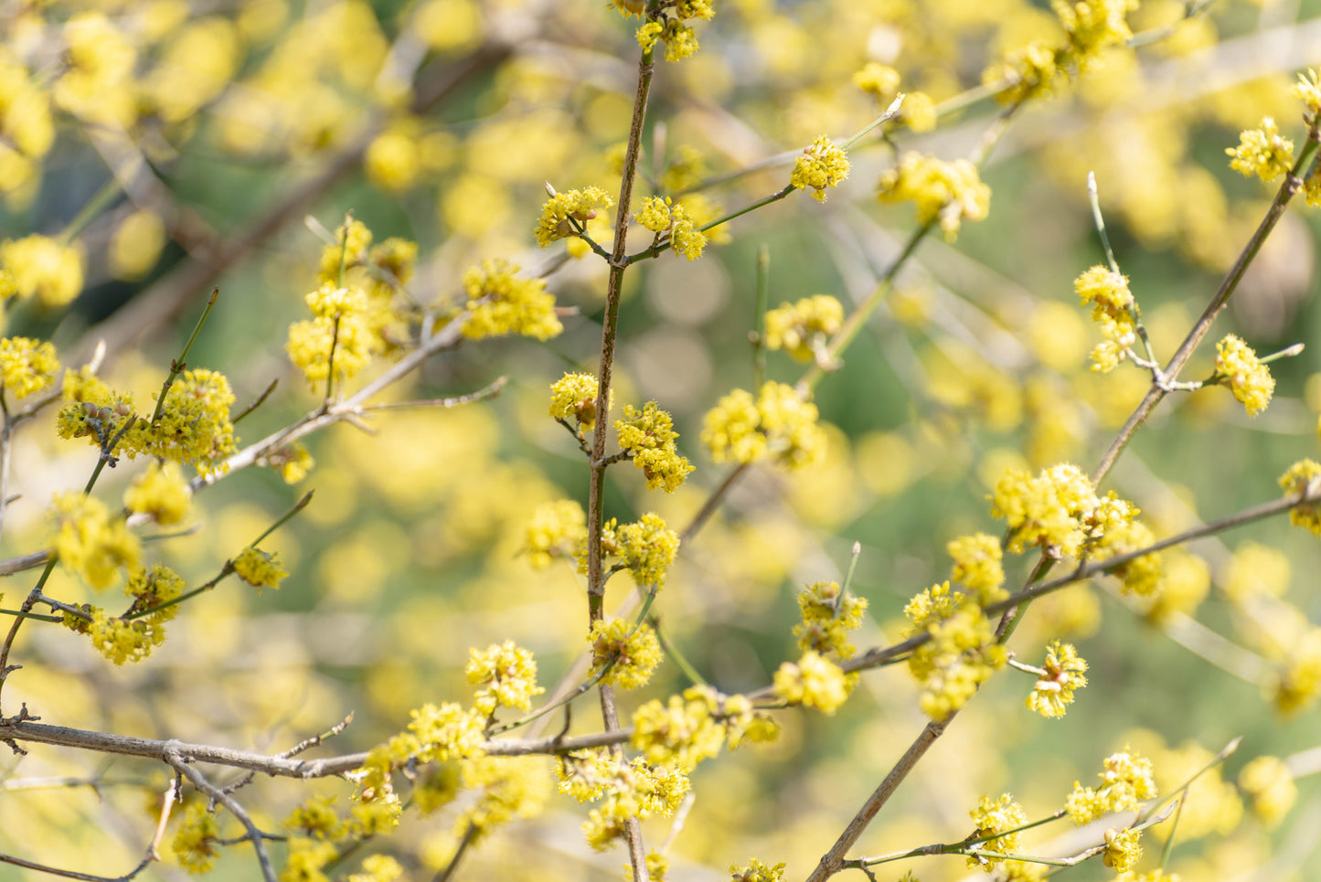 10 Spicebush (Lindera Benzoin) Seeds
