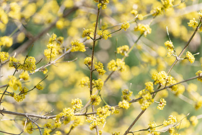 10 Spicebush (Lindera Benzoin) Seeds