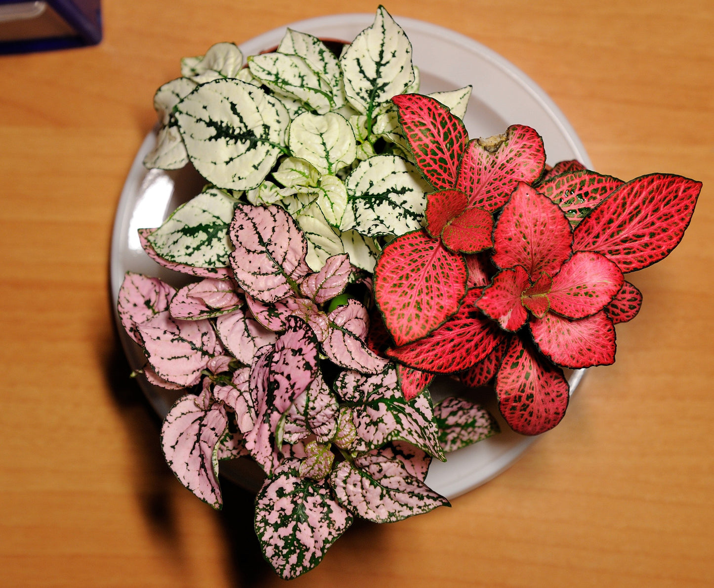 10 Polka Dot Plant (Hypoestes Phyllostachya) Seeds