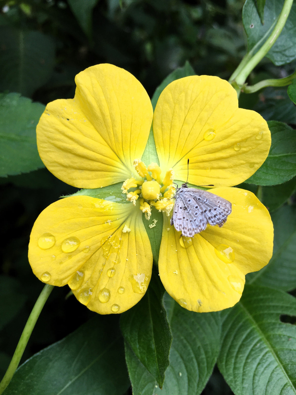 Seedbox (Ludwigia alternifolia) Seeds – 1,000 ct