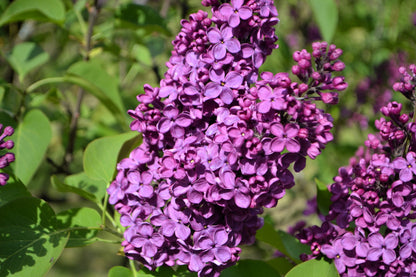 25 French Lilac (Syringa Vulgaris) Seeds