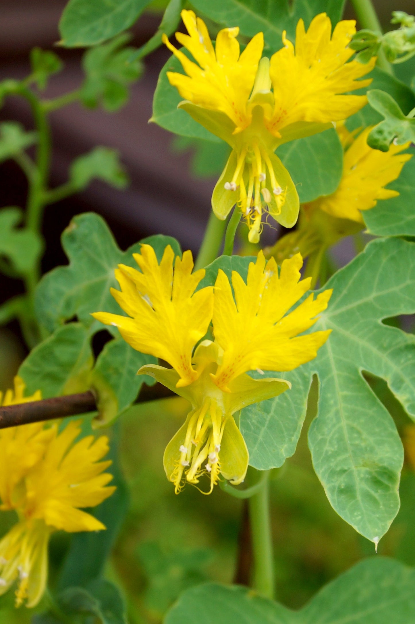 10 Canary Creeper Nasturtium (Tropaeolum Peregrinum) Seeds