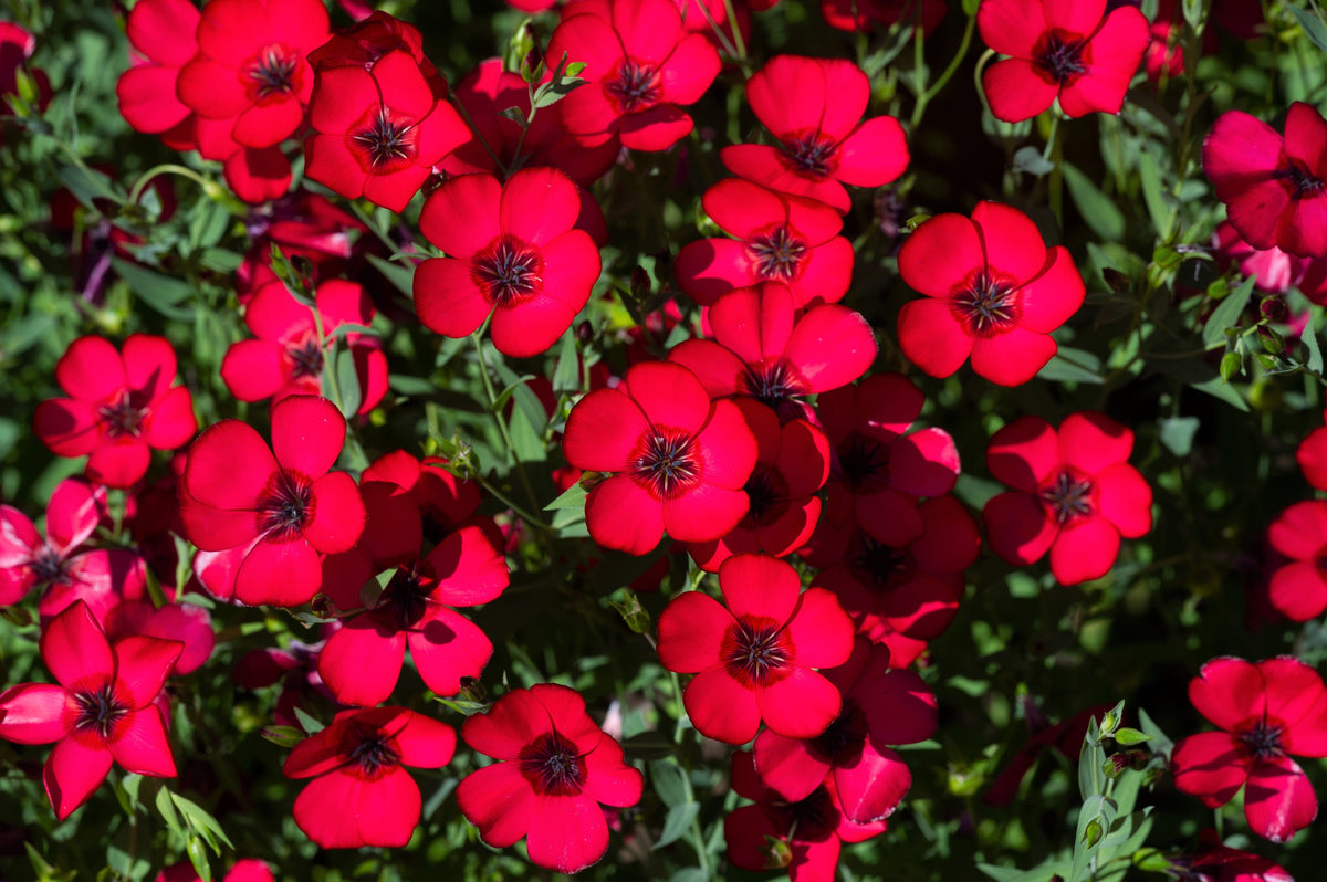 500 Red Scarlet Flax (Linum Grandiflorum Rubrum) Seeds