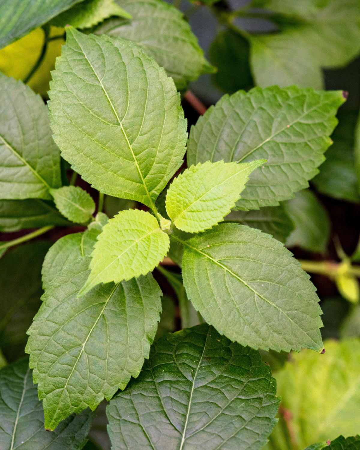 Clove Basil (Ocimum gratissimum) Seeds – 500 ct