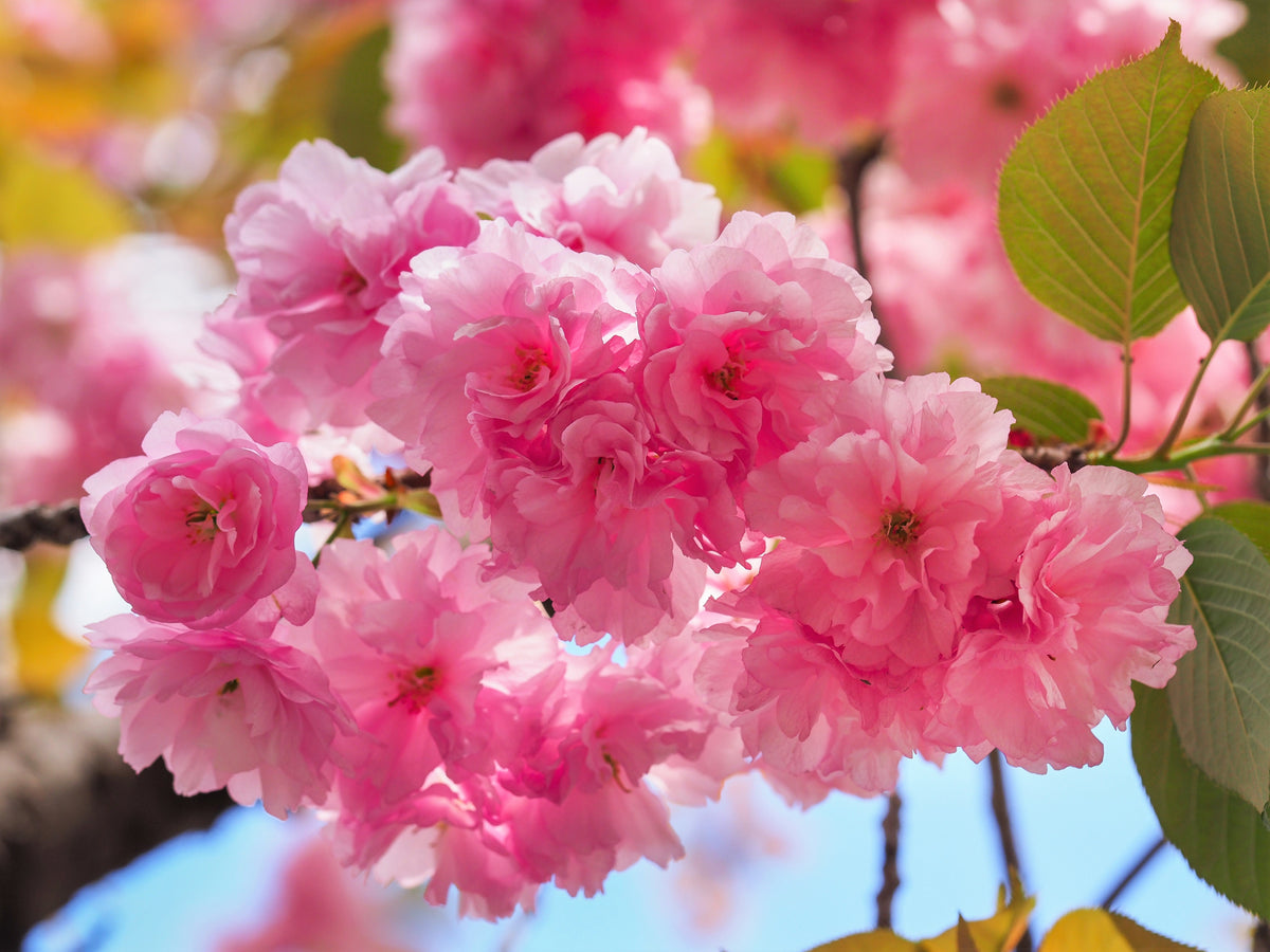 Japanese Flowering Cherry (Prunus serrulata) Seeds – 10 ct