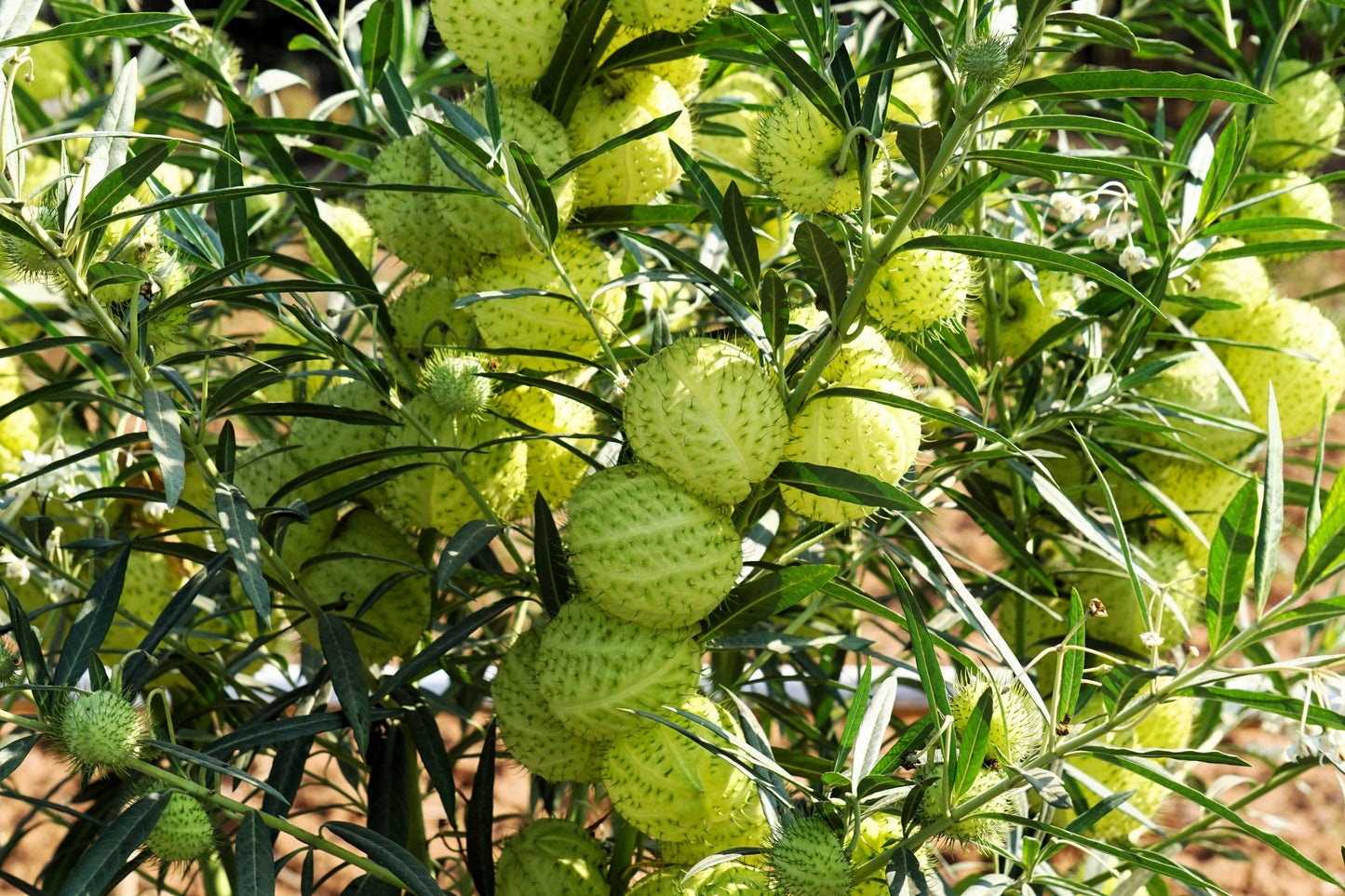 10 Balloon Milkweed (Asclepias Gomphocarpus Physocarpus) Seeds