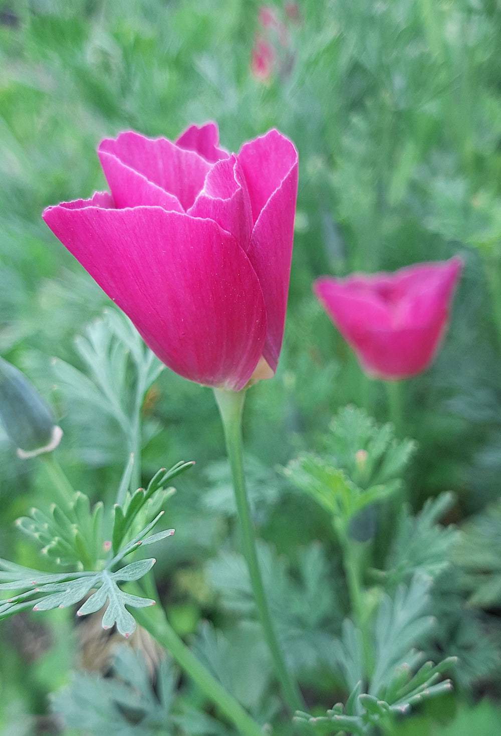 Purple Gleam California Poppy (Eschscholzia californica) Seeds – 100 ct