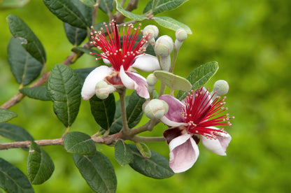 10 Pineapple Guava (Acca Guavasteen) Seeds