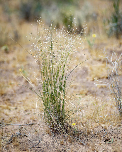 500 Indian Ricegrass Nezpar (Oryzopsis Hymenoides) Seeds