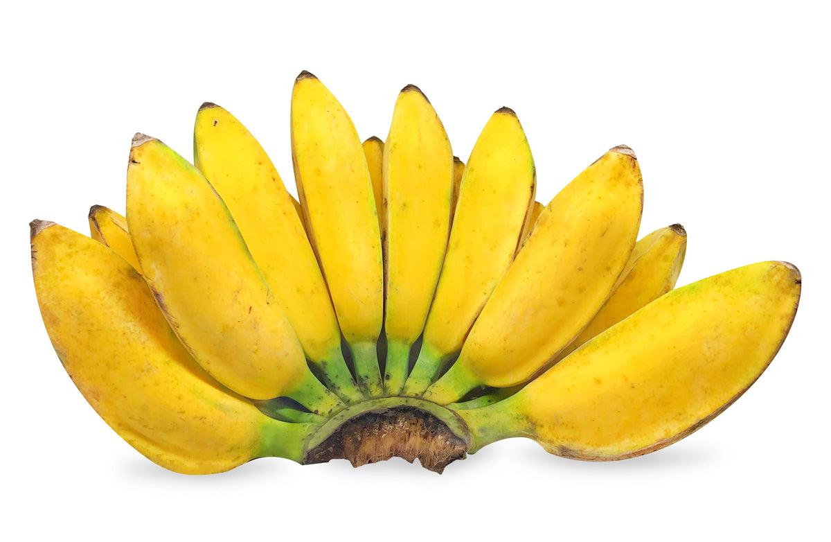 Plantain Banana (Musa balbisiana) Seeds – 5 ct