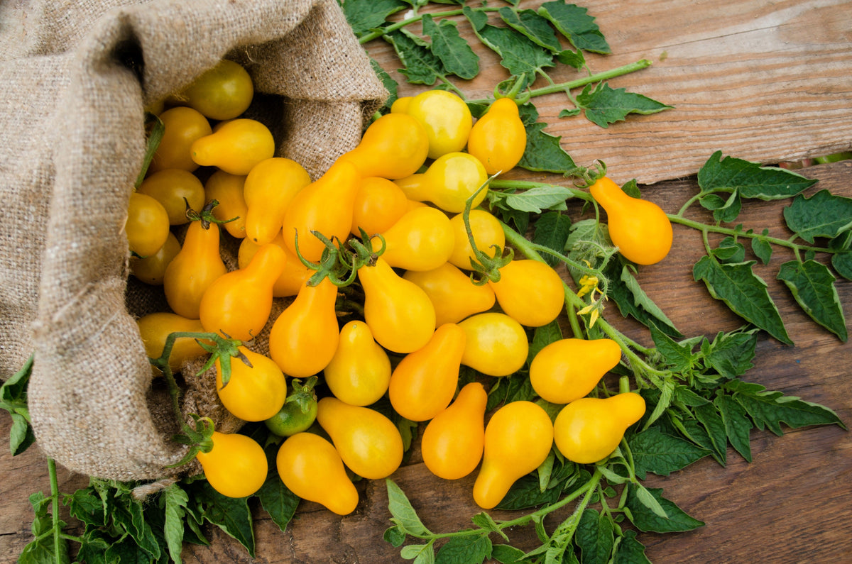 300 YELLOW PEAR TOMATO Lycopersicon Lycopersicum Fruit Vegetable Seeds