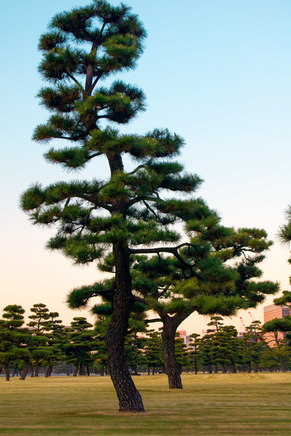 10 Japanese Black Pine Tree (Pinus Thunbergii) Seeds