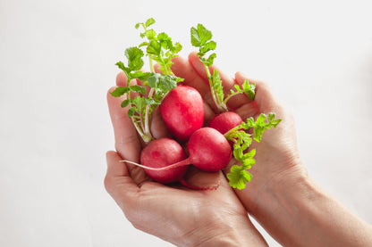 2000 CHERRY BELLE RADISH Raphanus Sativus Vegetable Seeds