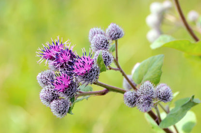 200 Burdock (Arctium Lappa) Seeds