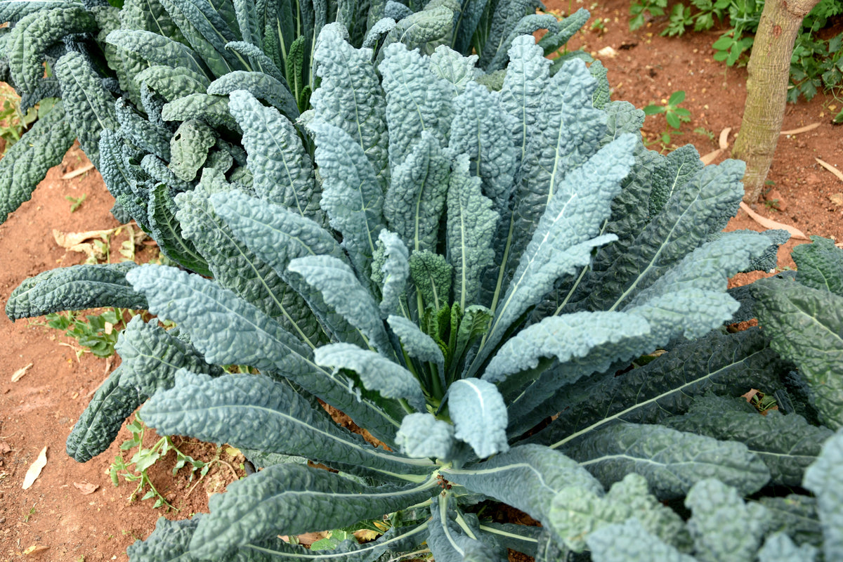 1500 LACINATO KALE Dinosaur Tuscan Black Brassica Oleracea Vegetable Seeds