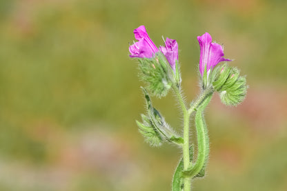 25 Rose Viper's Bugloss (Echium Plantagineum) Seeds