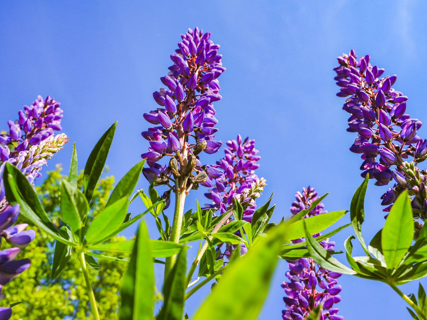100 Perennial Lupine (Lupinus Perennis) Seeds