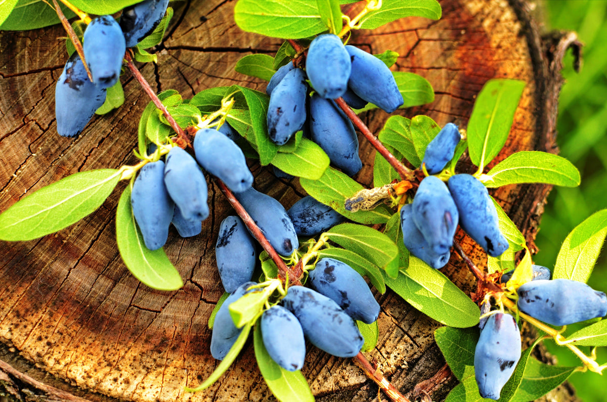 Honeyberry (Lonicera caerulea) Seeds – 30 ct