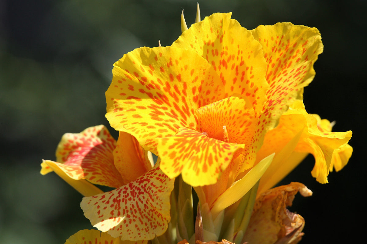 Yellow Canna Lily (Canna indica) Seeds – 5 ct