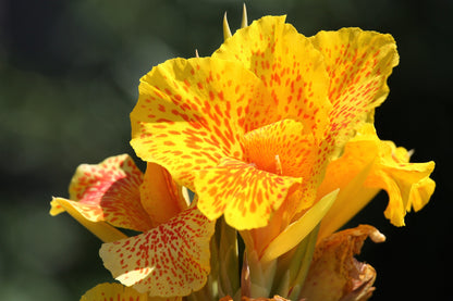 Yellow Canna Lily (Canna indica) Seeds – 5 ct