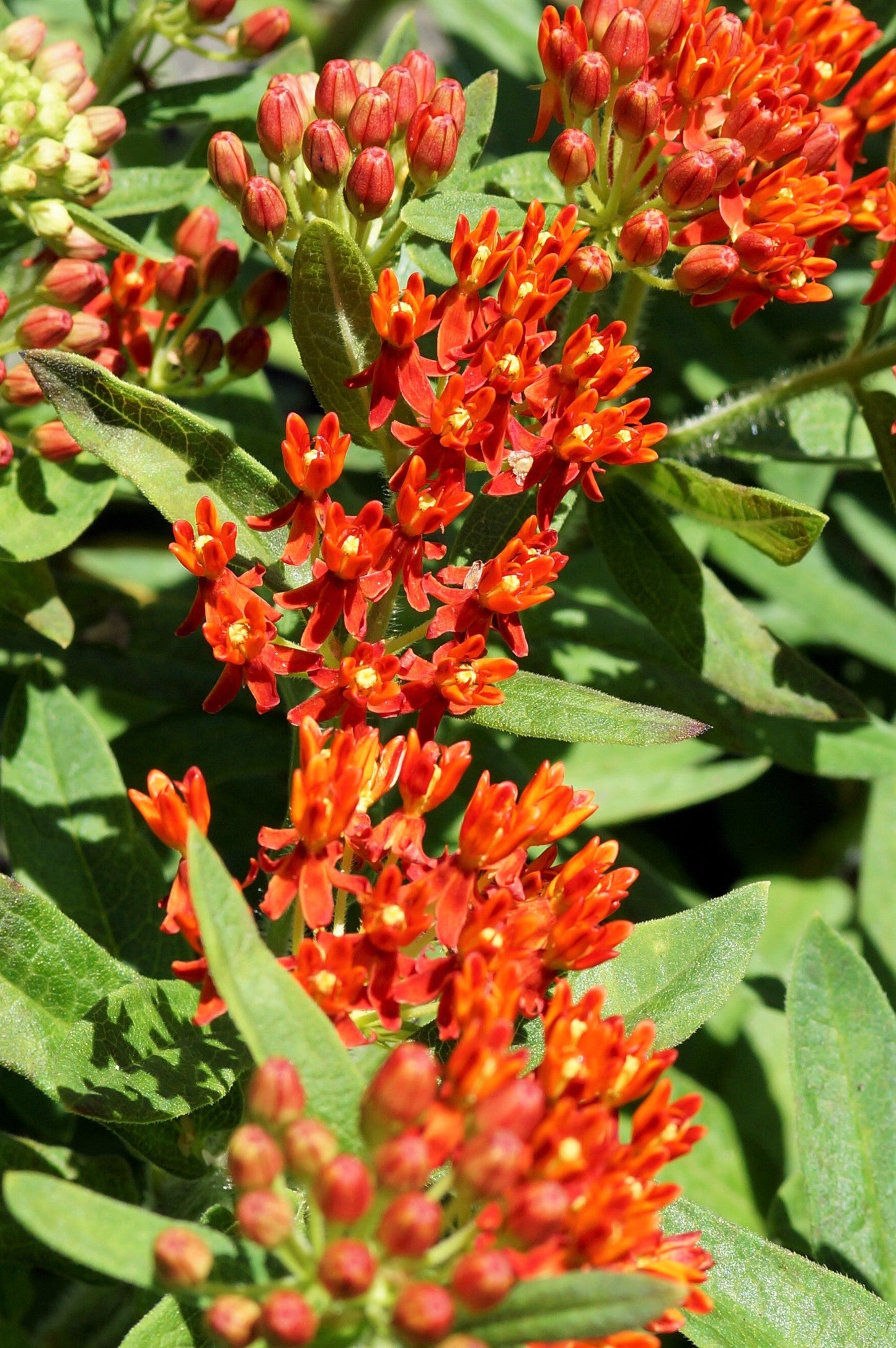 10 'Gay Butterflies' Milkweed (Asclepias Tuberosa) Seeds