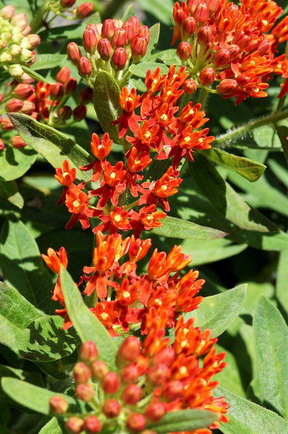 10 'Gay Butterflies' Milkweed (Asclepias Tuberosa) Seeds