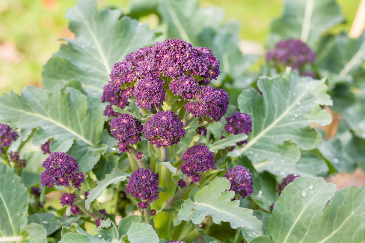 200 PURPLE SPROUTING BROCCOLI Brassica Oleracea Vegetable Seeds