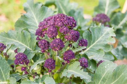 200 PURPLE SPROUTING BROCCOLI Brassica Oleracea Vegetable Seeds