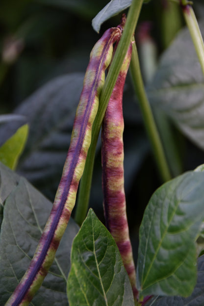 50 Purple Pinkeye Cowpea (Vigna Unguiculata) Seeds