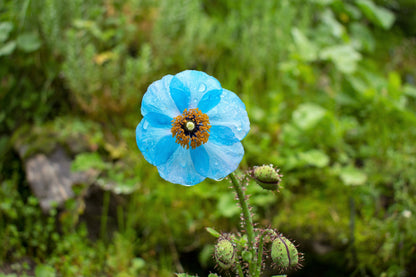 10 Blue Himalayan Poppy (Meconopsis Betonicifolia) Seeds
