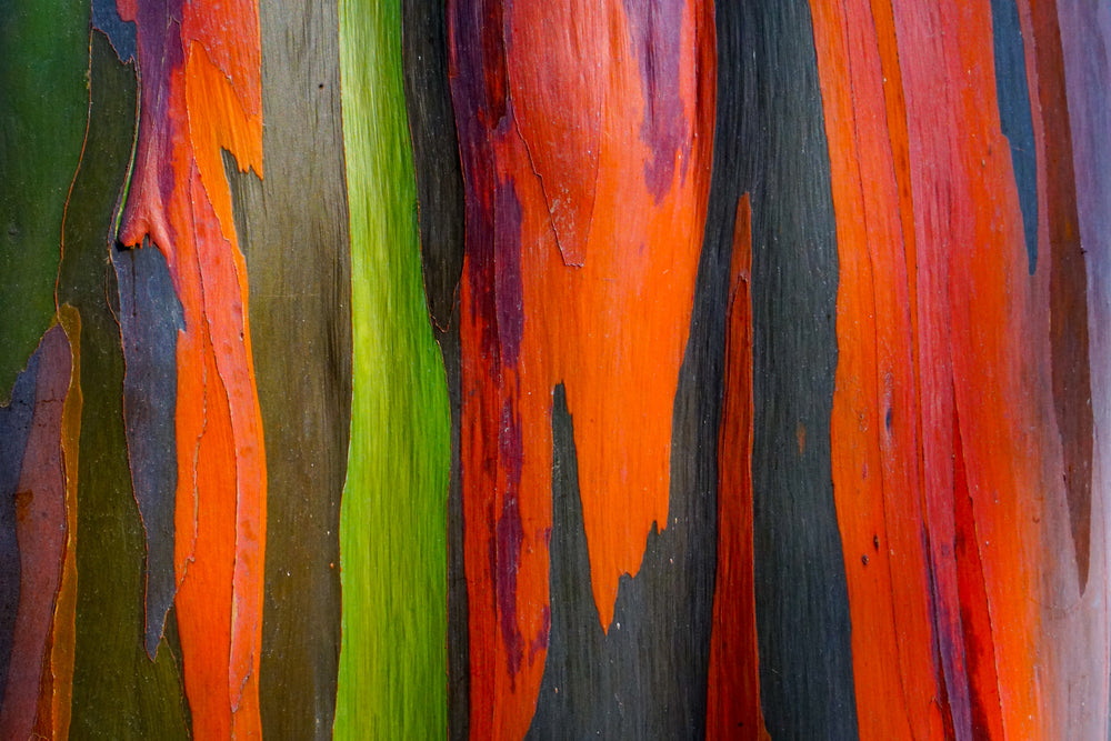 50 Rainbow Eucalyptus (Eucalyptus Deglupta) Seeds