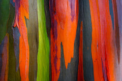 50 Rainbow Eucalyptus (Eucalyptus Deglupta) Seeds