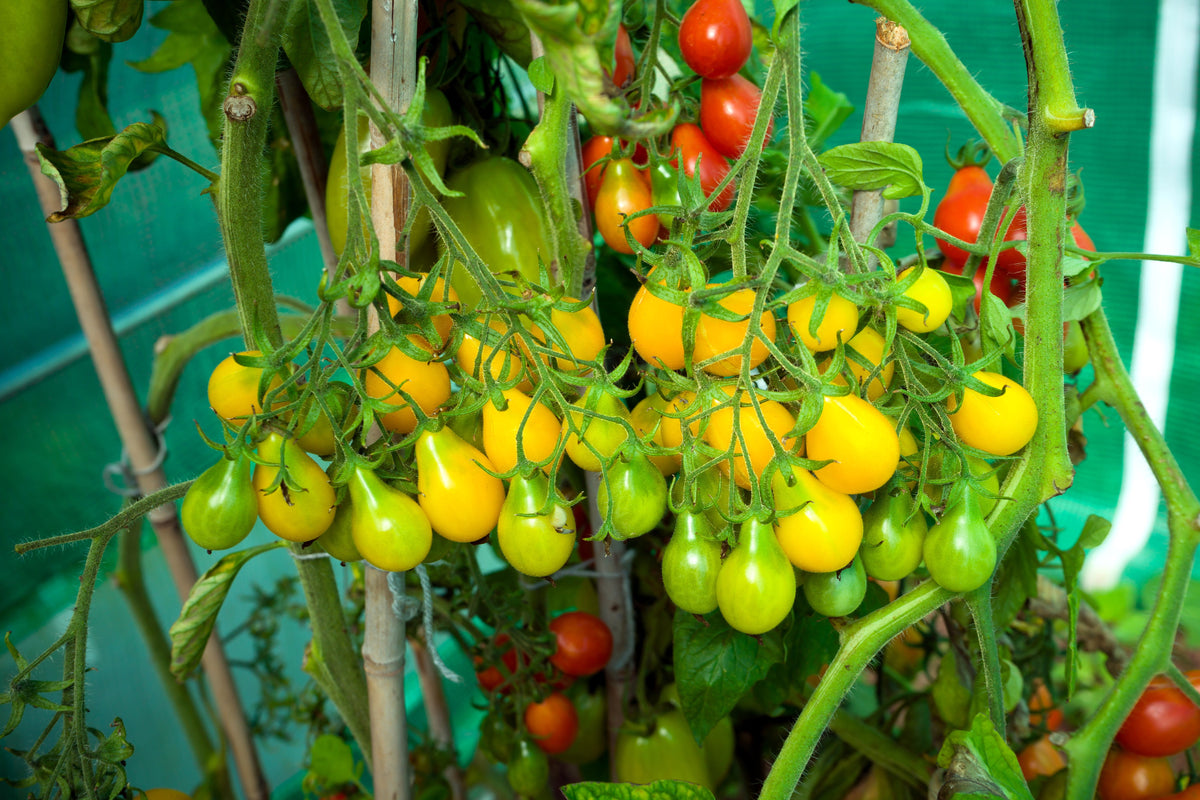 300 YELLOW PEAR TOMATO Lycopersicon Lycopersicum Fruit Vegetable Seeds