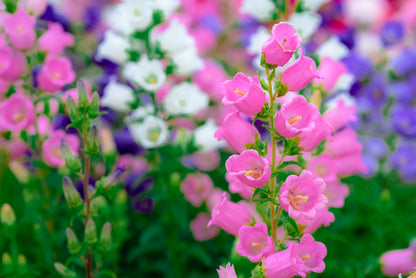 100 MIXED CANTERBURY BELLS - Crown Mix Campanula Medium Flower Seeds