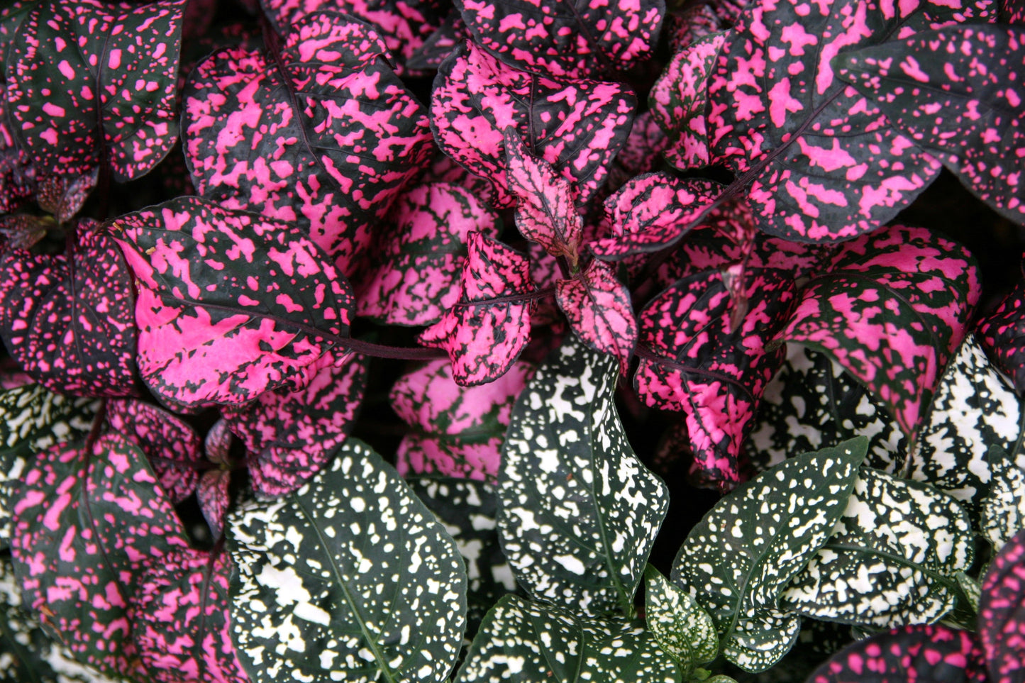 10 Dwarf Rose Polka Dot Plant (Hypoestes Phyllostachya) Seeds