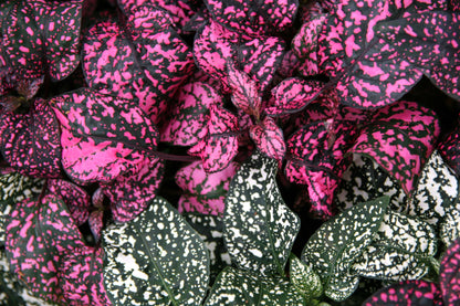 10 Dwarf Rose Polka Dot Plant (Hypoestes Phyllostachya) Seeds
