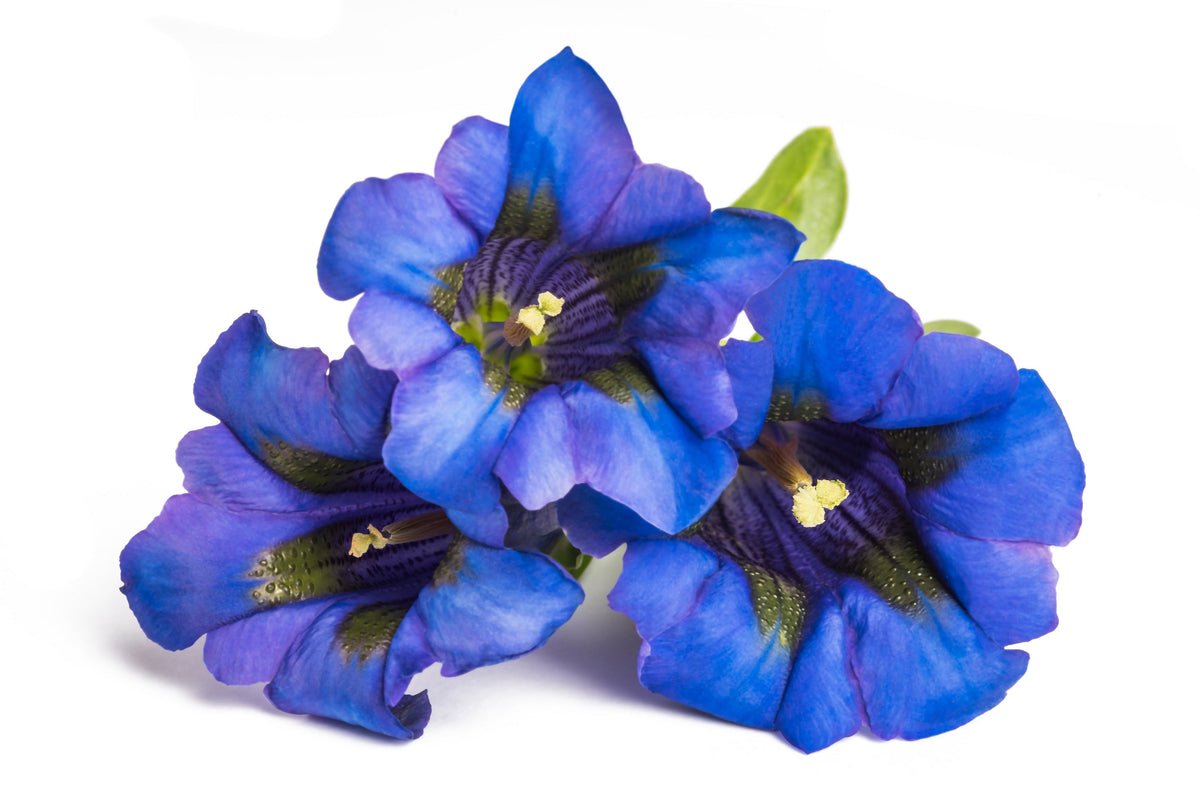 15 Blue Stemless Gentian (Gentiana Acaulis) Seeds