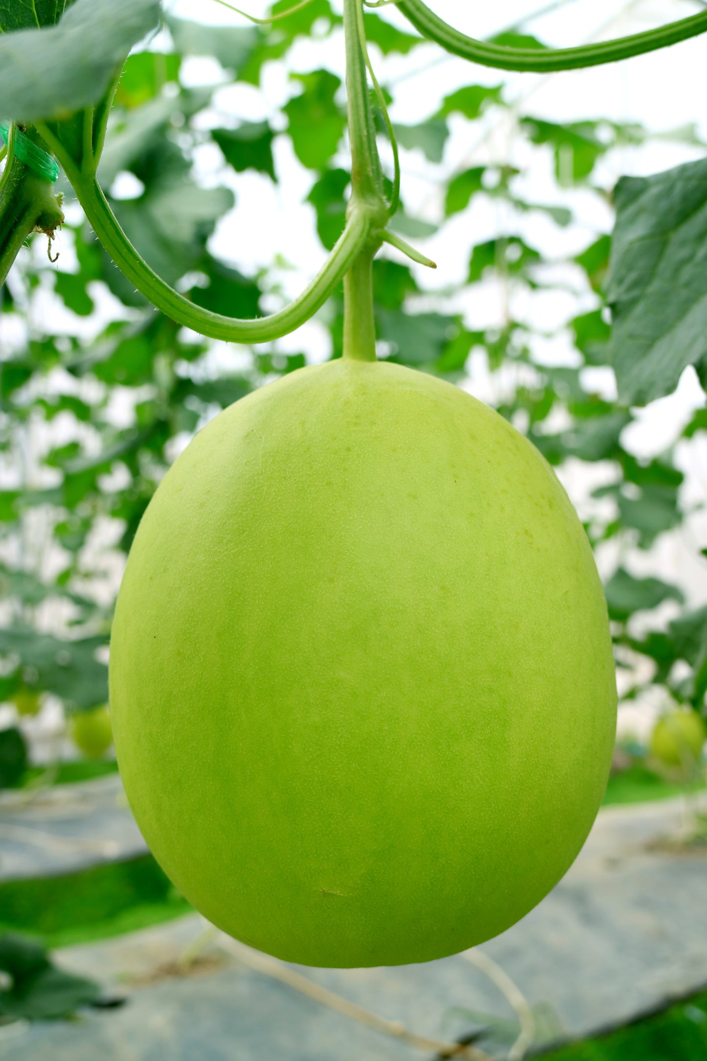 150 Honey Dew 'Green Flesh' (Cucumis Melo Inodorus) Seeds
