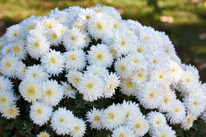 50 Mixed Colors Indian Chrysanthemum (Chrysanthemum Indicum) Seeds