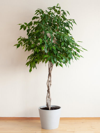 50 WEEPING FIG Ficus Benjamina Benjamin Indian Rubber Tree Houseplant Seeds