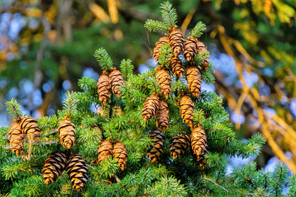 Douglas Fir (Pseudotsuga menziesii) Seeds – 20 ct
