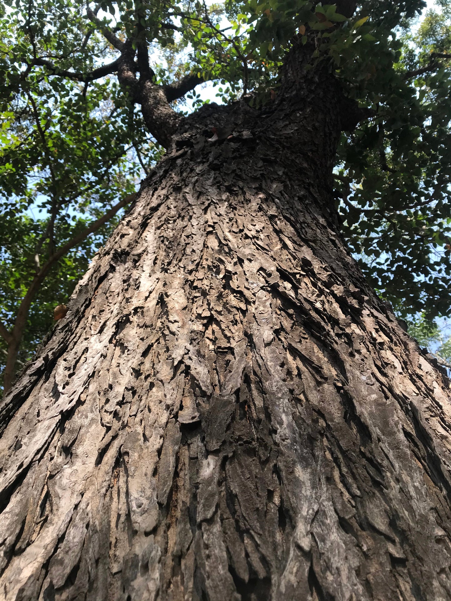 5 True Mahogany Tree (Honduran; Swietenia Macrophylla) Seeds