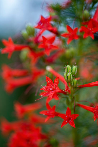 200 Standing Cypress (Ipomopsis Rubra) Seeds