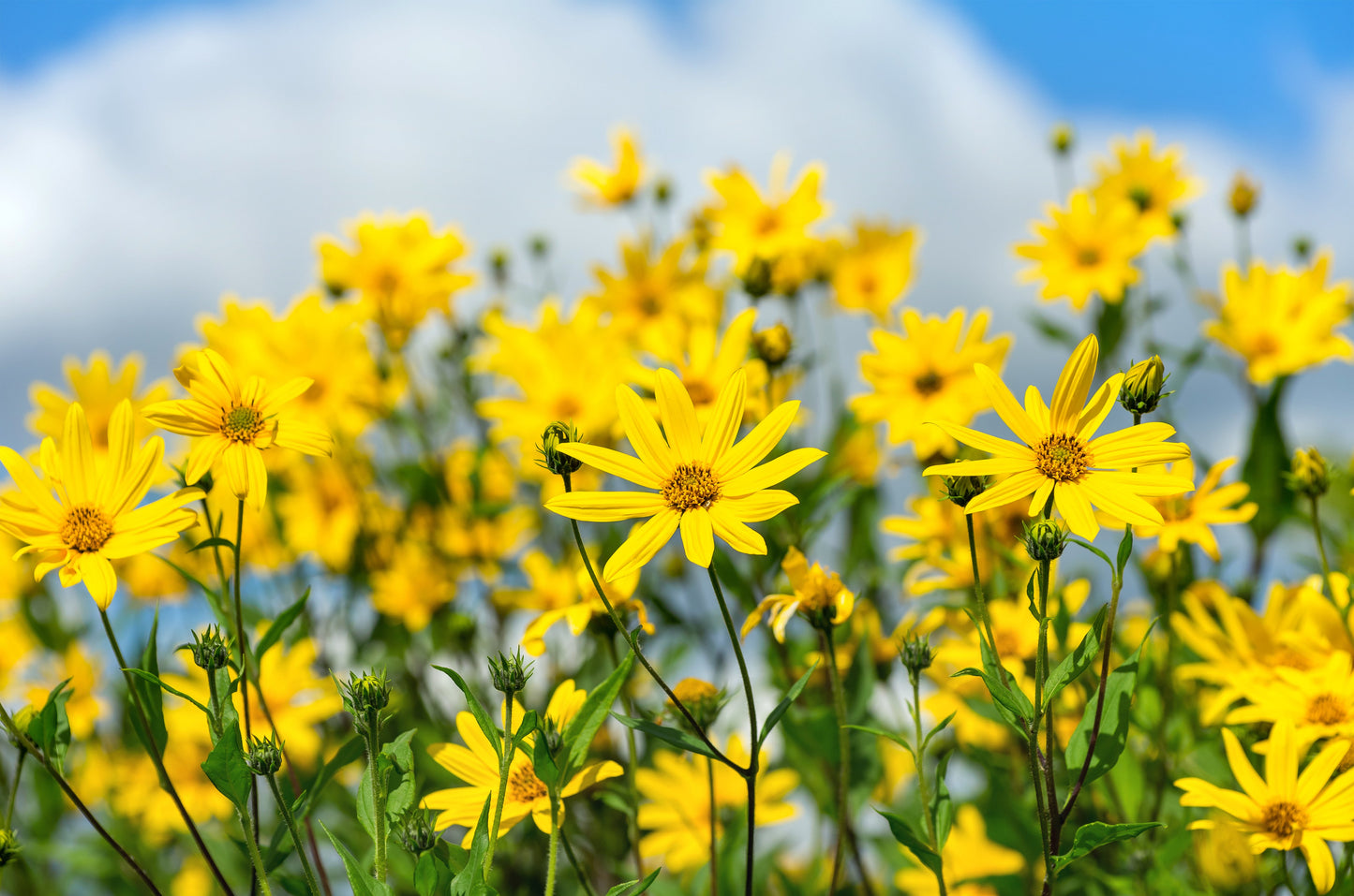 20 Jerusalem Artichoke/Sunchoke Sunroot (Helianthus Tuberosus) Seeds