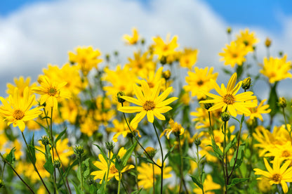 20 Jerusalem Artichoke/Sunchoke Sunroot (Helianthus Tuberosus) Seeds