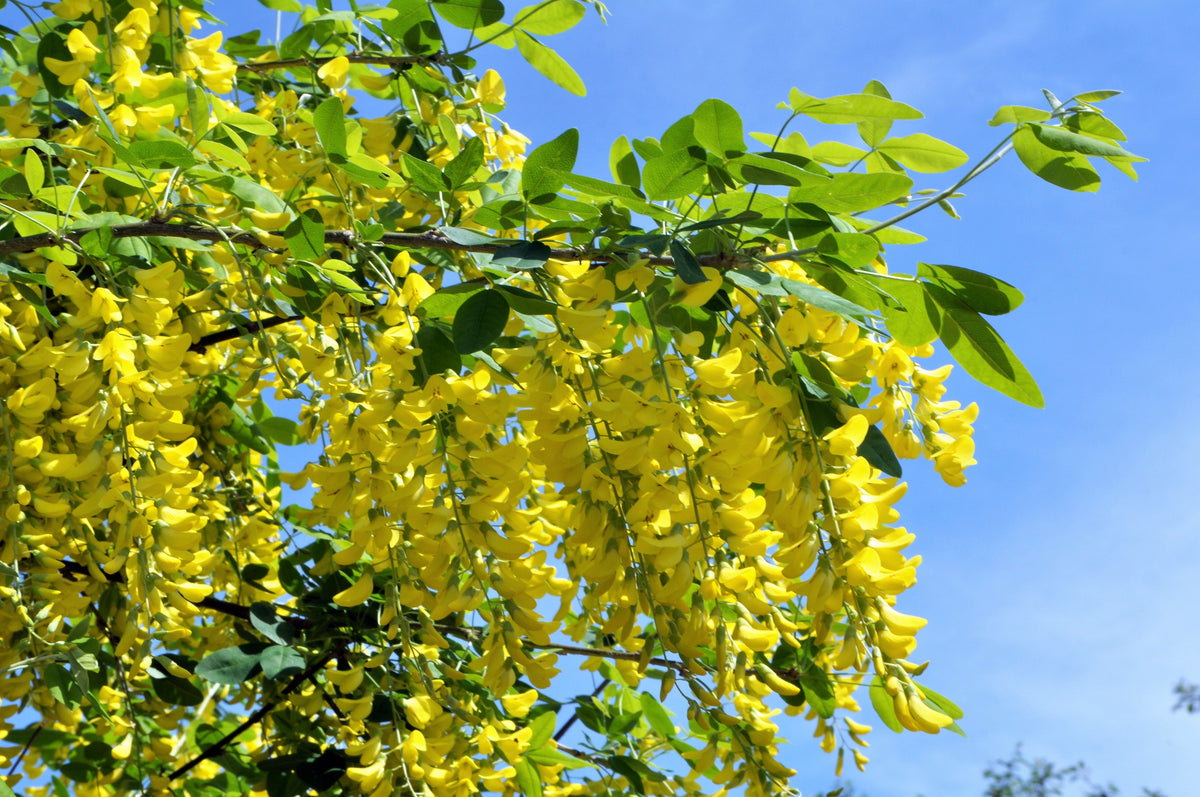 Siberian Peashrub (Caragana arborescens) Seeds – 25 ct