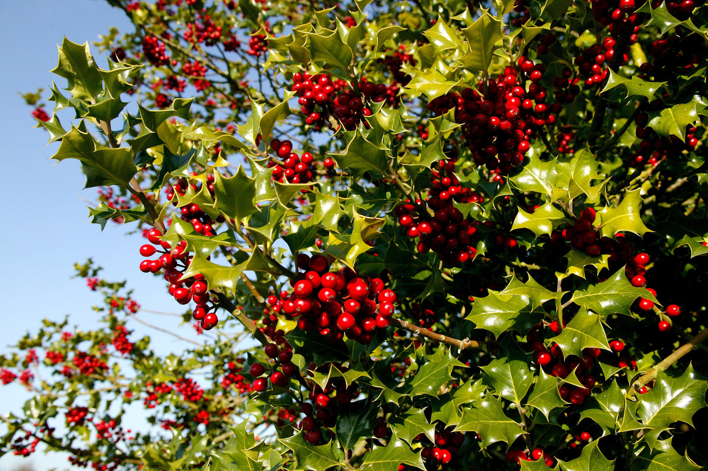 40 English Holly (Ilex Aquifolium) Seeds