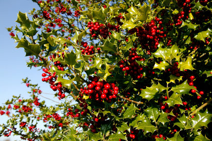 40 English Holly (Ilex Aquifolium) Seeds